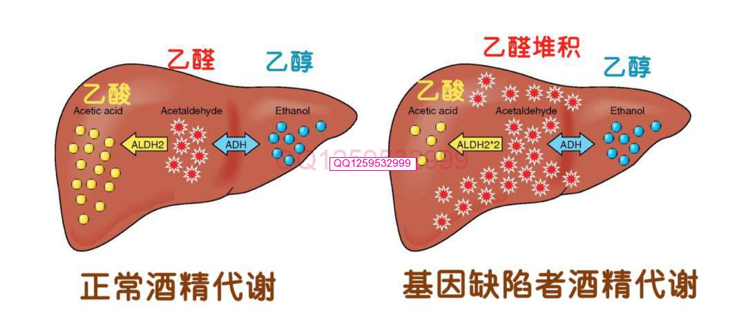 图片[2]-喝酒脸红的人：不仅伤肝，还有一个扎心的真相……-神人佛8客